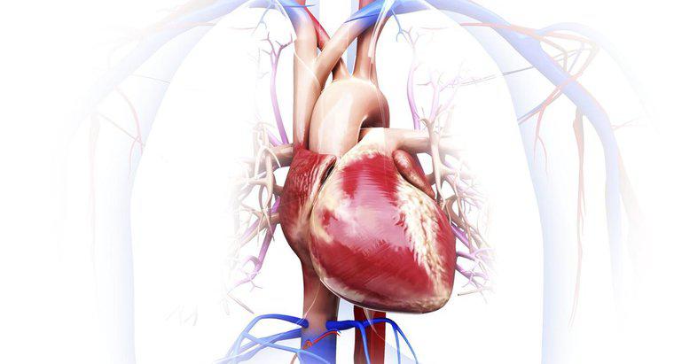 Quali sono gli organi nel sistema circolatorio?