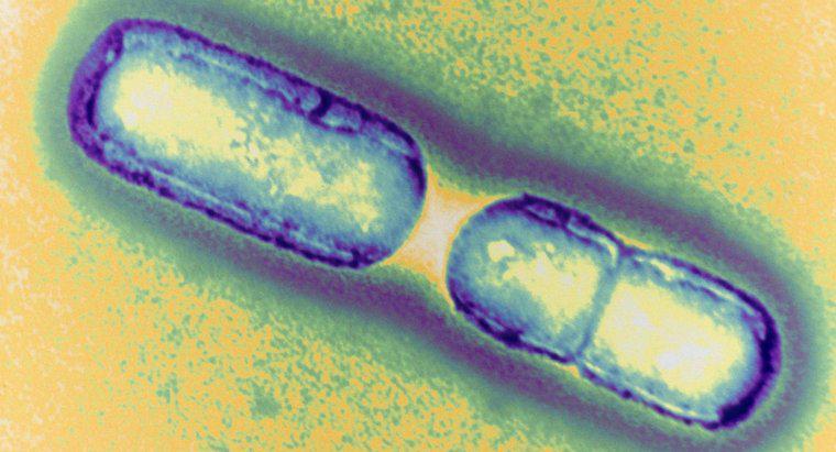 Come si moltiplicano i batteri?