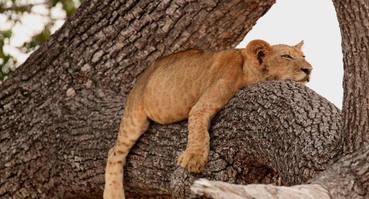 I Lions possono arrampicarsi sugli alberi?
