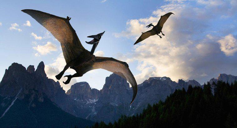 Qual è l'apertura alare di un pterodattilo?