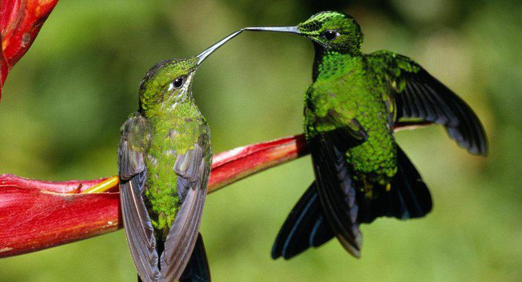 Come si riproducono i colibrì?