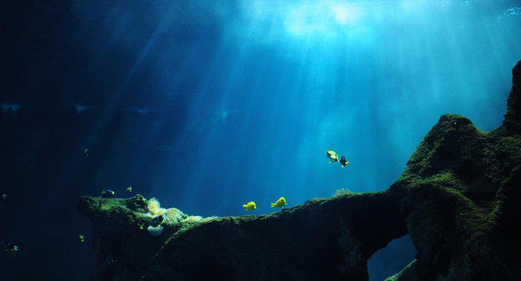 Cosa succede nelle trincee dell'oceano profondo?