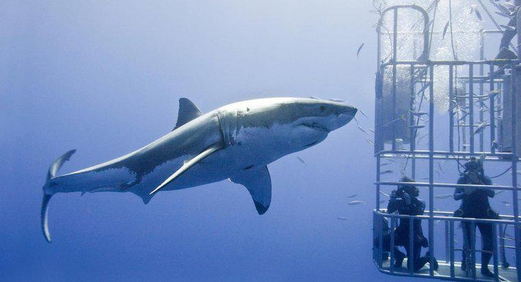 Qual è il più grande squalo bianco mai visto?