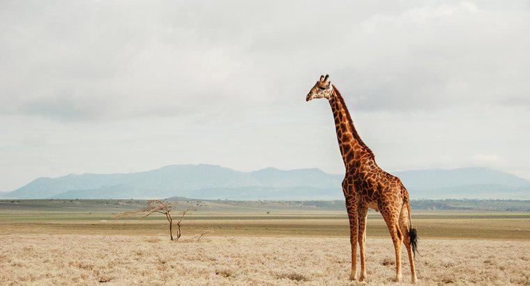 Qual è l'habitat naturale delle giraffe?