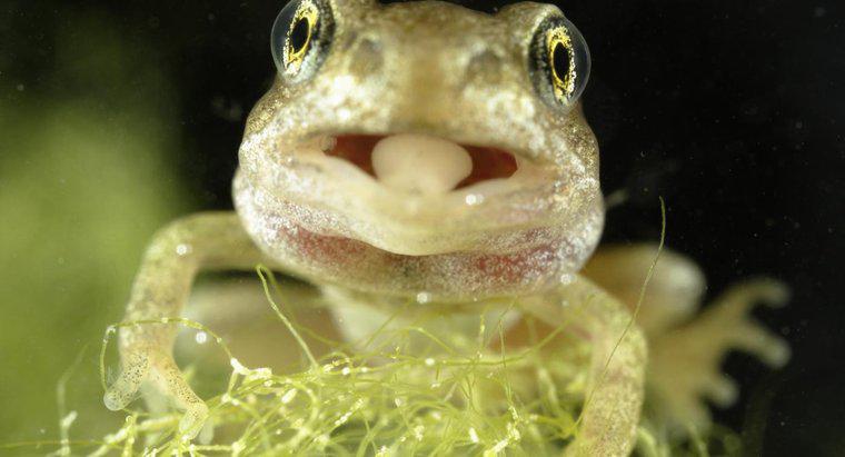 Quanto è lunga la lingua di una rana?