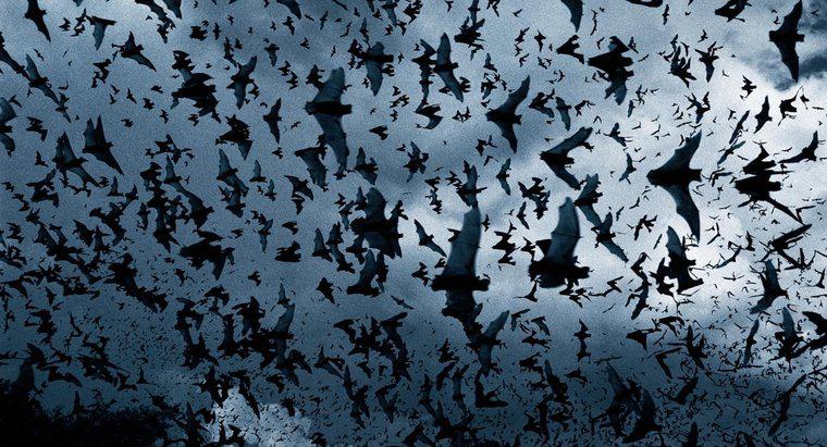 Come chiamate un gruppo di pipistrelli?