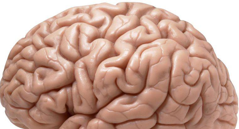 La parte destra del cervello è il lato più importante?