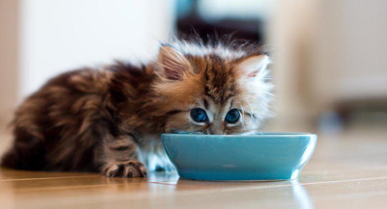 Quanto tempo può vivere un gatto senza cibo?