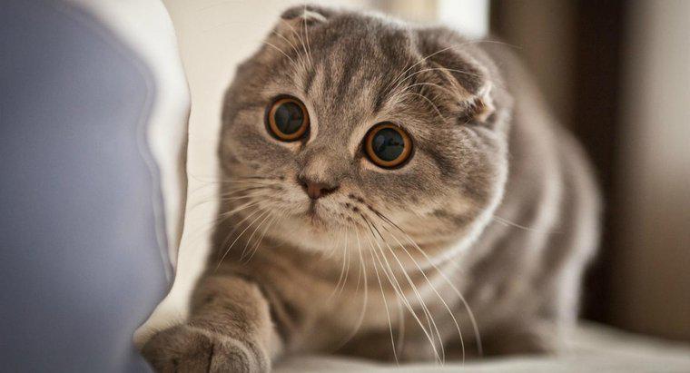Quali sono alcune cose da considerare prima di acquistare un gattino pieghevole scozzese?