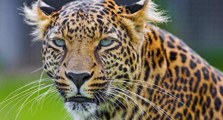 Qual è la differenza tra un ghepardo e un leopardo?