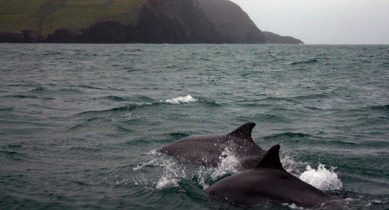 Posso nuotare con i delfini in Irlanda?