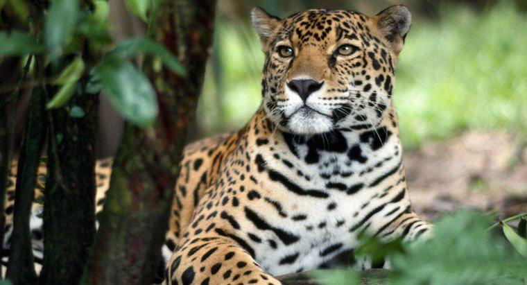 Come si protegge un giaguaro?