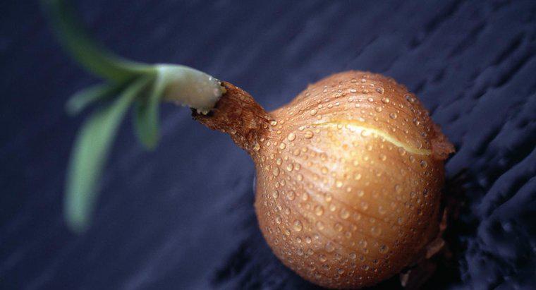 Qual è la parte commestibile di una pianta di cipolla?