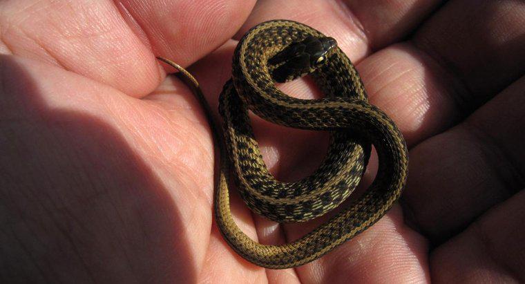 Cosa sono chiamati Baby Snakes?