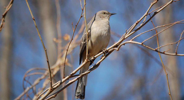 Come sbarazzarsi di Mockingbirds?