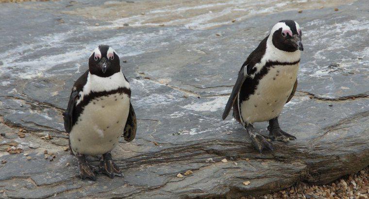 Quali sono alcuni fatti interessanti sui pinguini?