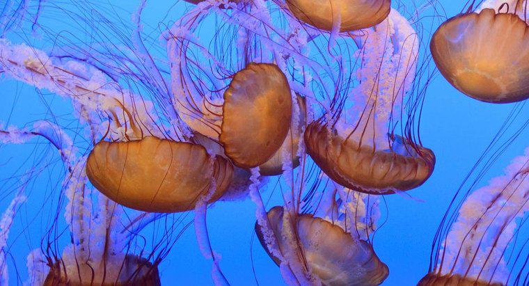 Come vengono classificate scientificamente le meduse?