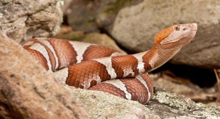 Cosa sono i serpenti velenosi nel Missouri?