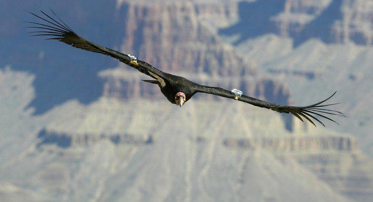Qual è il più grande uccello volante vivente?