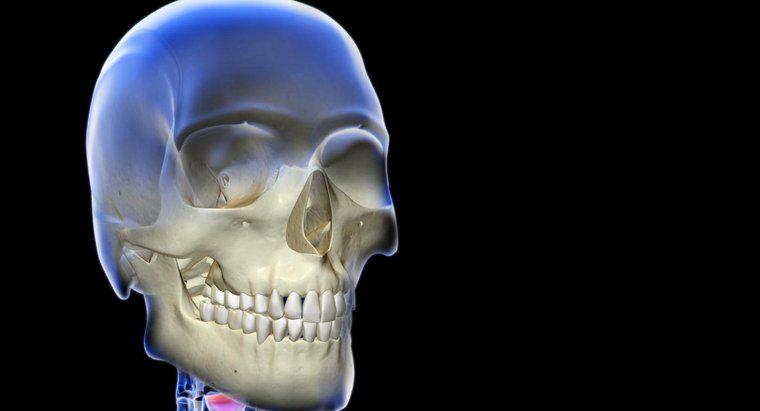 Di cosa è composto il sistema scheletrico?
