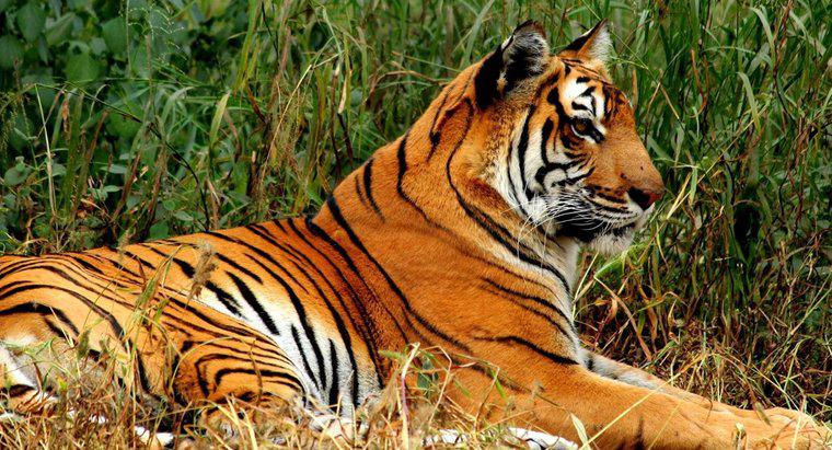 Quali sono alcuni fatti interessanti della tigre del Bengala per i bambini?