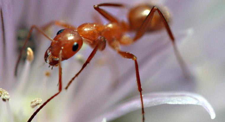 Le formiche escono in inverno?