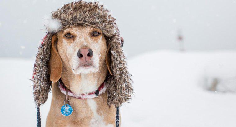 Che temperatura è troppo fredda per un cane?