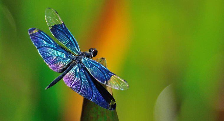 Qual è il nome scientifico della libellula?