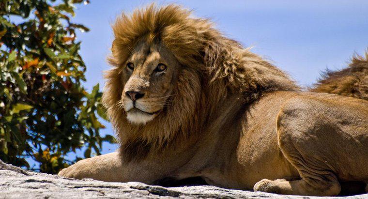 Quanti sono i Lions rimasti nel mondo?