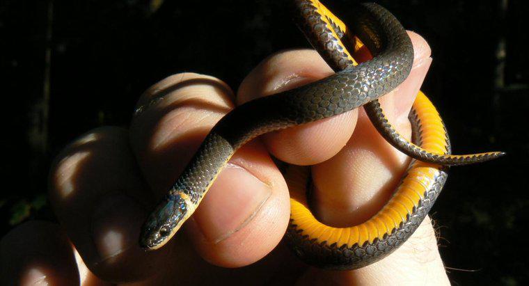 Cos'è un serpente nero con la banda gialla?