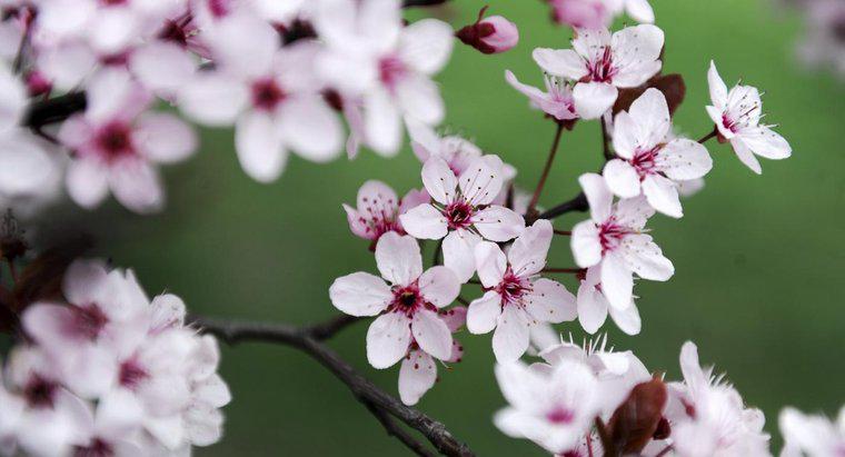 Che cosa rappresentano i fiori di ciliegio nei tatuaggi giapponesi?