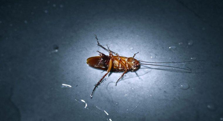 Quale rimedio domestico per gli scarafaggi funziona davvero?