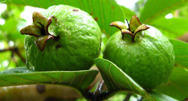 Qual è il nome scientifico di Guava?