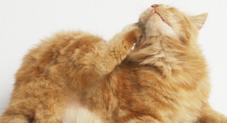 Quali sono i problemi di pelle di gatto più comuni?