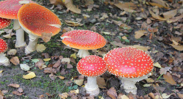 Quali sono gli habitat dei funghi?