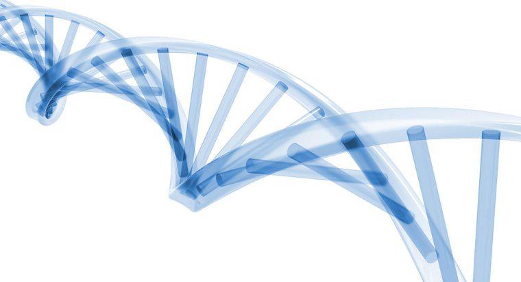 Durante quale fase del ciclo cellulare si verifica la replicazione del DNA?