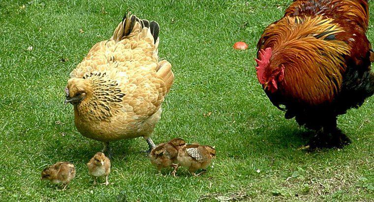Come fanno le galline a rimanere incinte?