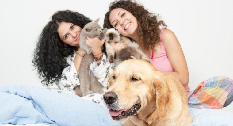 Qual è il numero medio di animali domestici per famiglia?