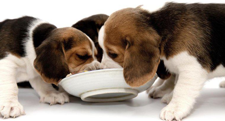 Cosa mangiano i Beagle?