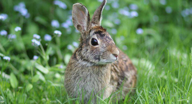 Quali alimenti forniscono la maggior parte delle sostanze nutritive per i conigli selvatici?