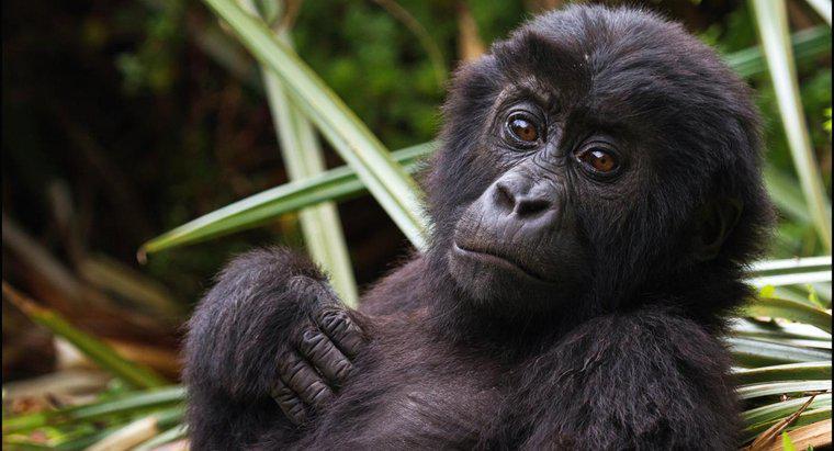 Qual è il nome scientifico del gorilla?