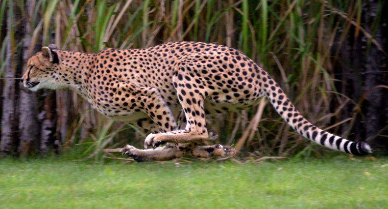 Quanto velocemente funziona una Jaguar?