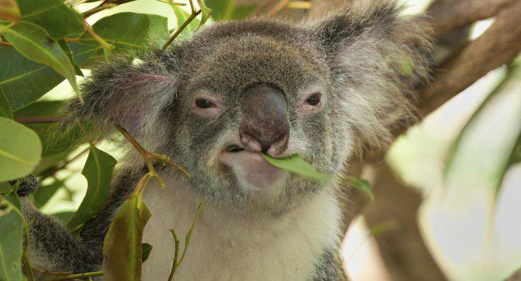 Cosa mangia un Koala?