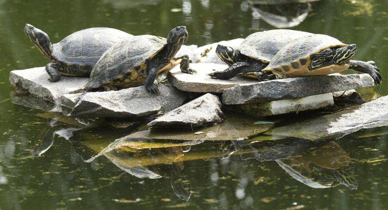 Come puoi sapere quanti anni ha una tartaruga azzannatrice?