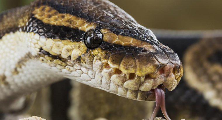 Tutti i serpenti sono velenosi?
