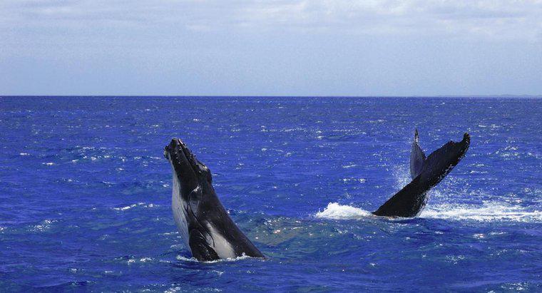 Qual è il nome collettivo di un gruppo di balene?