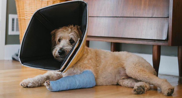 Come puoi dire se il tuo cane ha una gamba rotta?