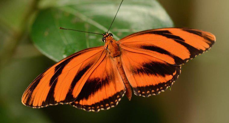 Una farfalla è un invertebrato?