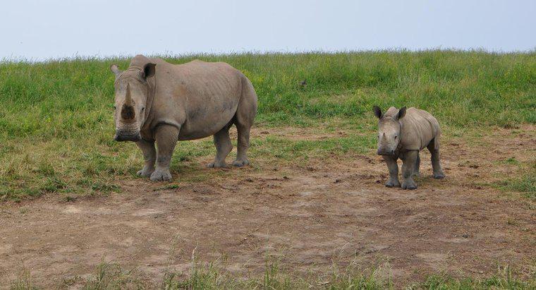 Quanto costa un bambino rinoceronte?