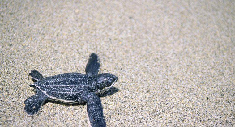 Cosa mangiano le tartarughe Leatherback?
